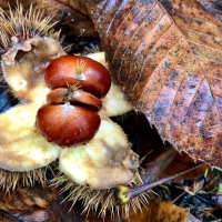 Un sabato dedicato ai più piccoli con “La leggenda delle tre castagne”