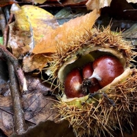 Una video-lettura per bambini per rievocare le veglie nei seccatoi di Raggiolo