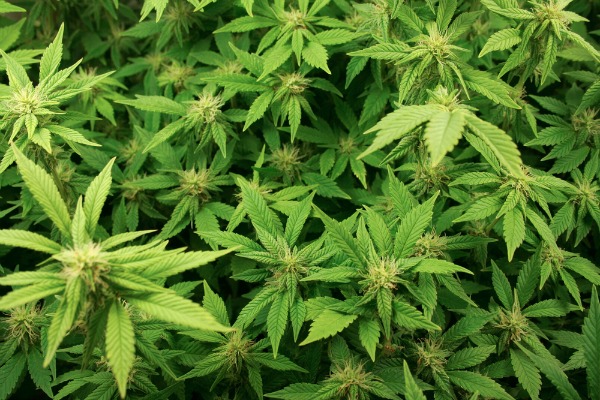 Cannabis light usata per coprire lo spaccio