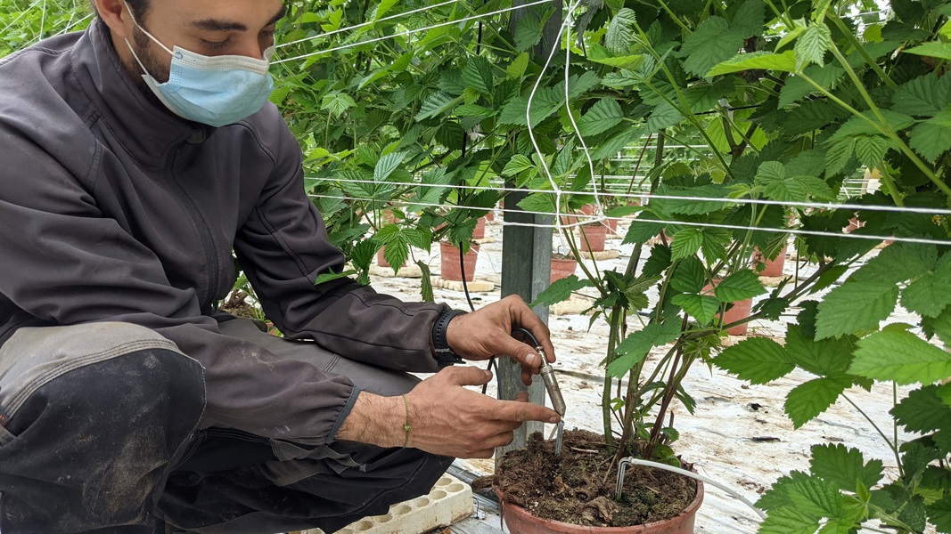 Inoovazione tecnologica in agricoltura: il monitoraggio della serra avviato dalla start up Lualtek