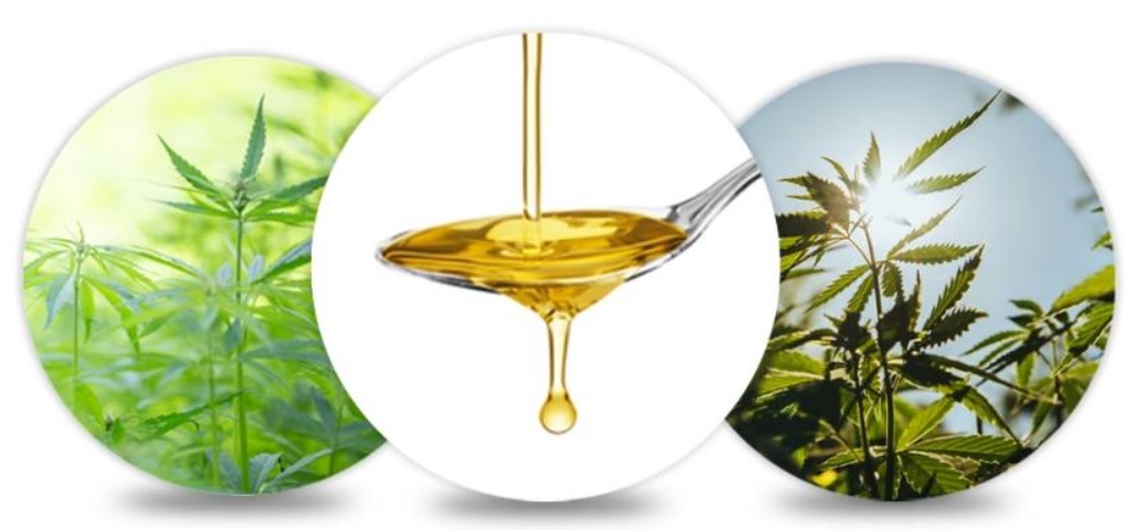 Compra olio di CBD di qualità premium da CBDNOL, un famoso negozio online di CBD