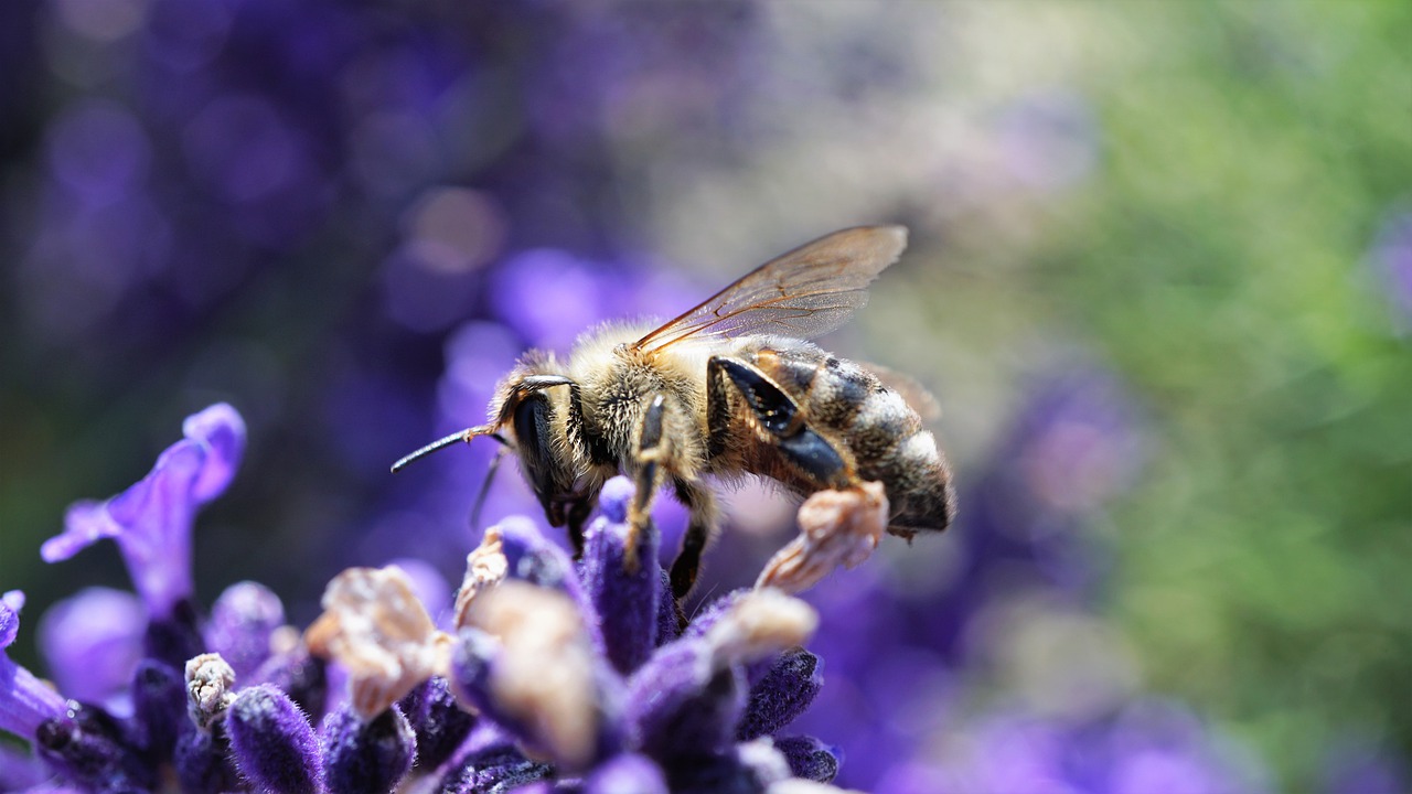 Come rendere gli impianti rinnovabili amici della biodiversità