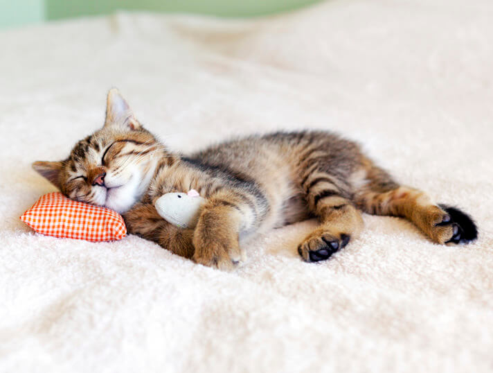 Cane e gatto: vincono i tessuti anti macchia e anti graffio 