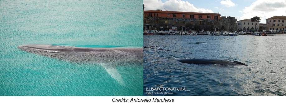 Il passaggio delle balene a Capo Sant’Andrea