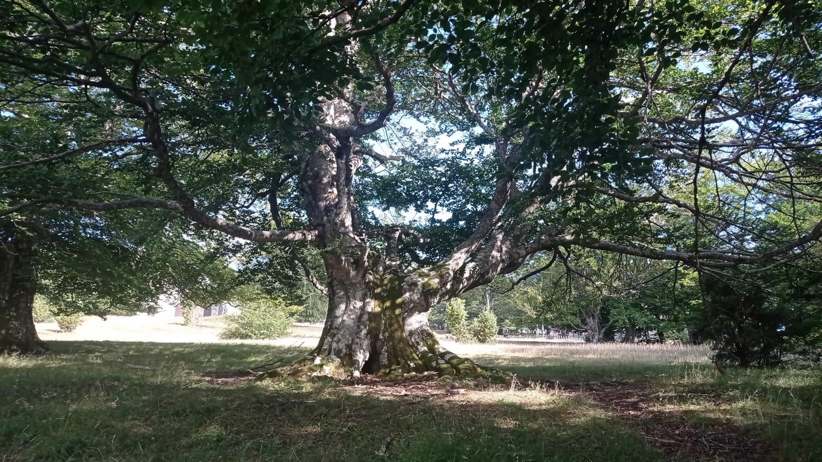 Gabriele Parrillo. Alberi in cammino