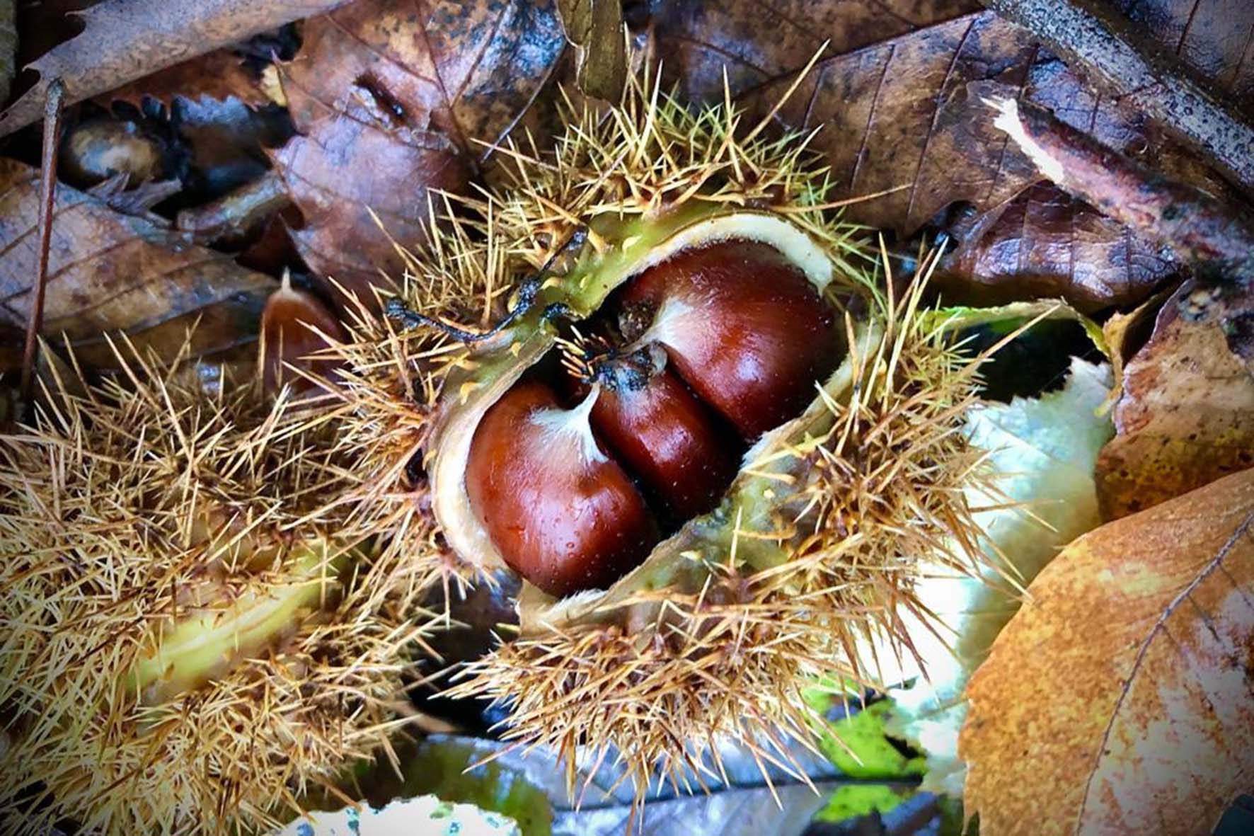 Torna la Festa di Castagnatura di Raggiolo