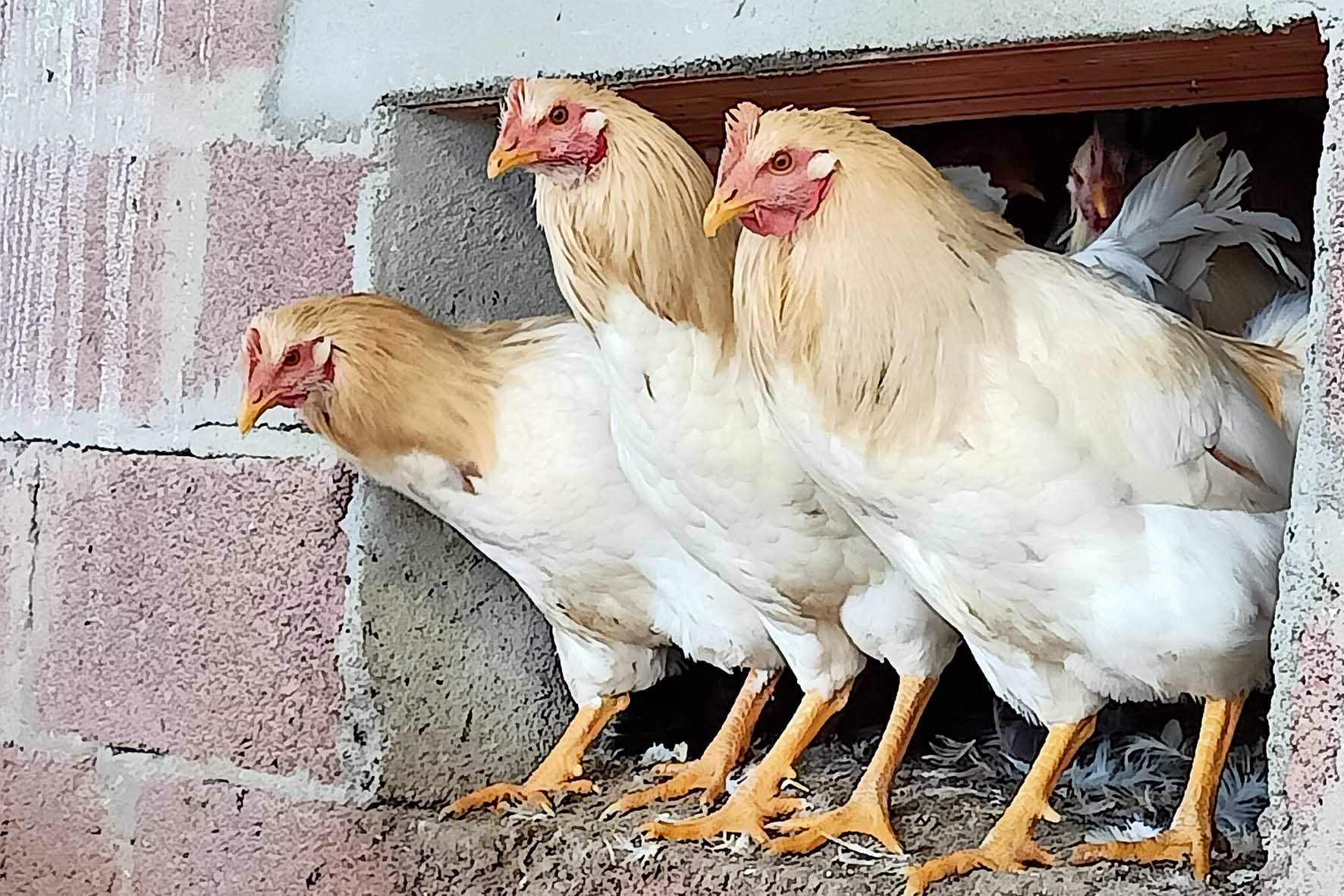 Un’azienda cortonese porta quarantamila capponi sulle tavole del centro Italia