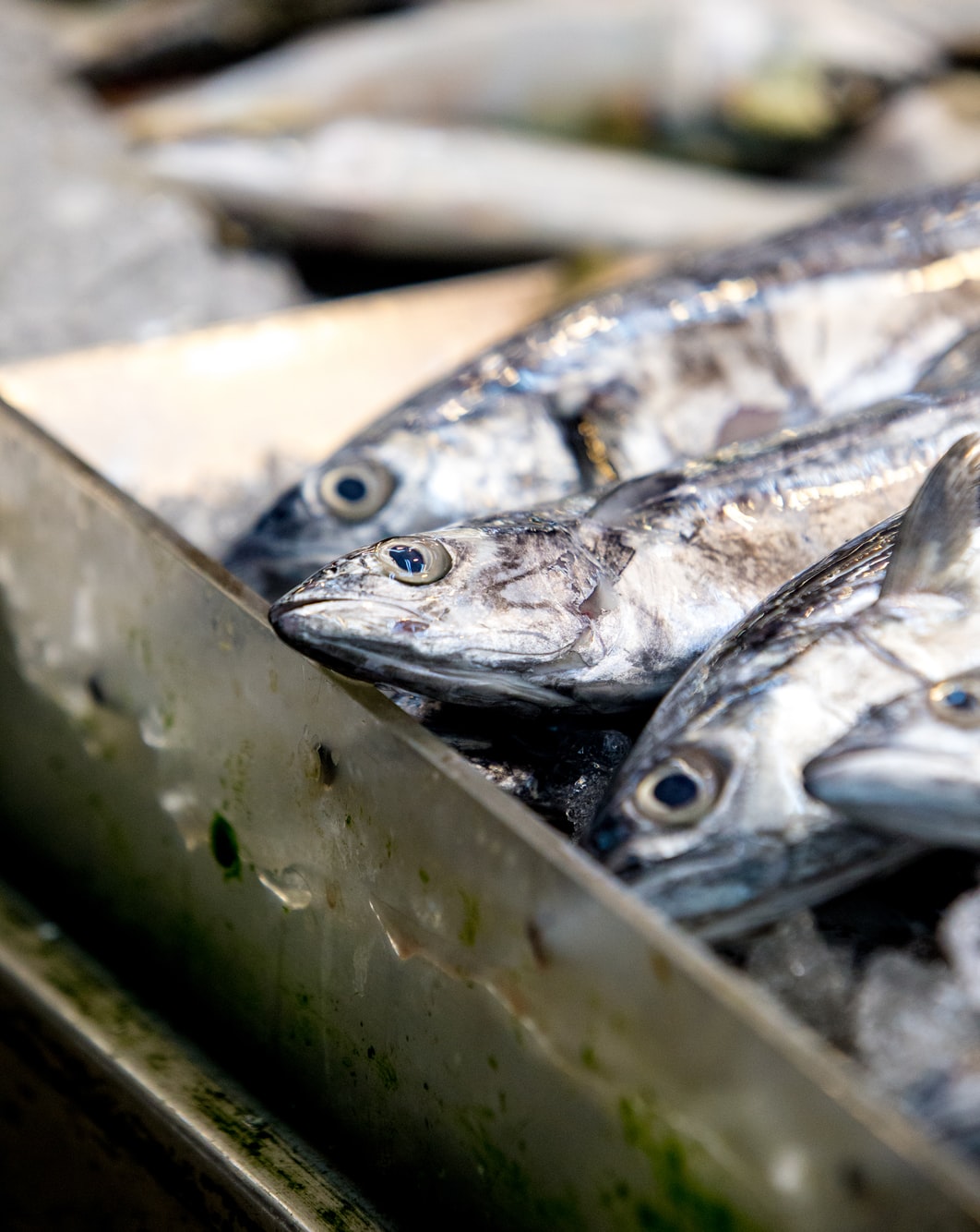 “Pesce in Piazza” – Prima rassegna culturale e divulgativa sul mondo del pesce