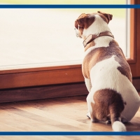 San Valentino, quando il cane è innamorato.