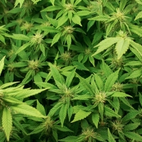 Cannabis light usata per coprire lo spaccio