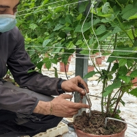 Inoovazione tecnologica in agricoltura: il monitoraggio della serra avviato dalla start up Lualtek