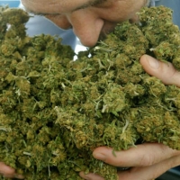 A Roma sequestrata marijuana vera marchiata come light