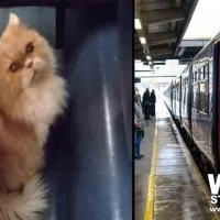 Il gatto Grisù esce dal trasportino sul treno Lecce-Torino, il controllore lo fa scendere a Pescara: è stato ritrovato