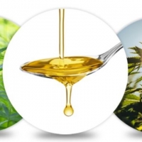 Compra olio di CBD di qualità premium da CBDNOL, un famoso negozio online di CBD