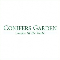 Su Conifersgarden.com, le più belle  conifere da giardino