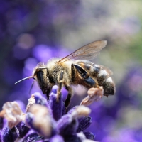 Come rendere gli impianti rinnovabili amici della biodiversità