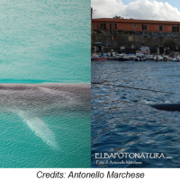 Il passaggio delle balene a Capo Sant’Andrea