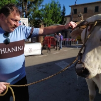 Ciclismo, cultura e tradizione: tutto pronto per La Chianina Ciclostorica