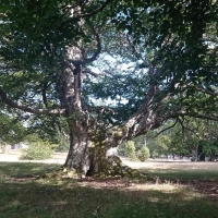 Gabriele Parrillo. Alberi in cammino