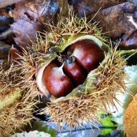 Torna la Festa di Castagnatura di Raggiolo