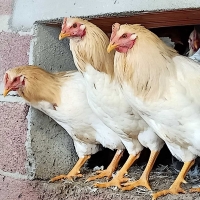 Un’azienda cortonese porta quarantamila capponi sulle tavole del centro Italia