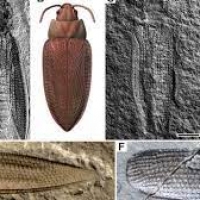 Coleotteri parassiti del legno: milioni di anni fa furono ad un passo dall’estinzione