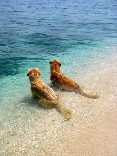 Litorale di Ostia, è scontro tra Italia dei Diritti e X Municipio per l'accesso dei cani in spiaggia