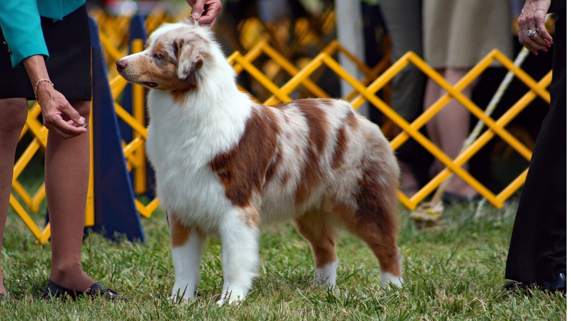 “DAY BAU DAY” A PADOVA, ATTESE 20 MILA PERSONE PER IL FESTIVAL DEI CANI