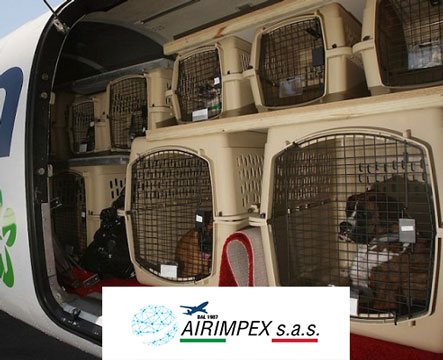 Trasporto Aereo Animali Vivi affidati alla professionalità ed esperienza di AIRIMPEX 