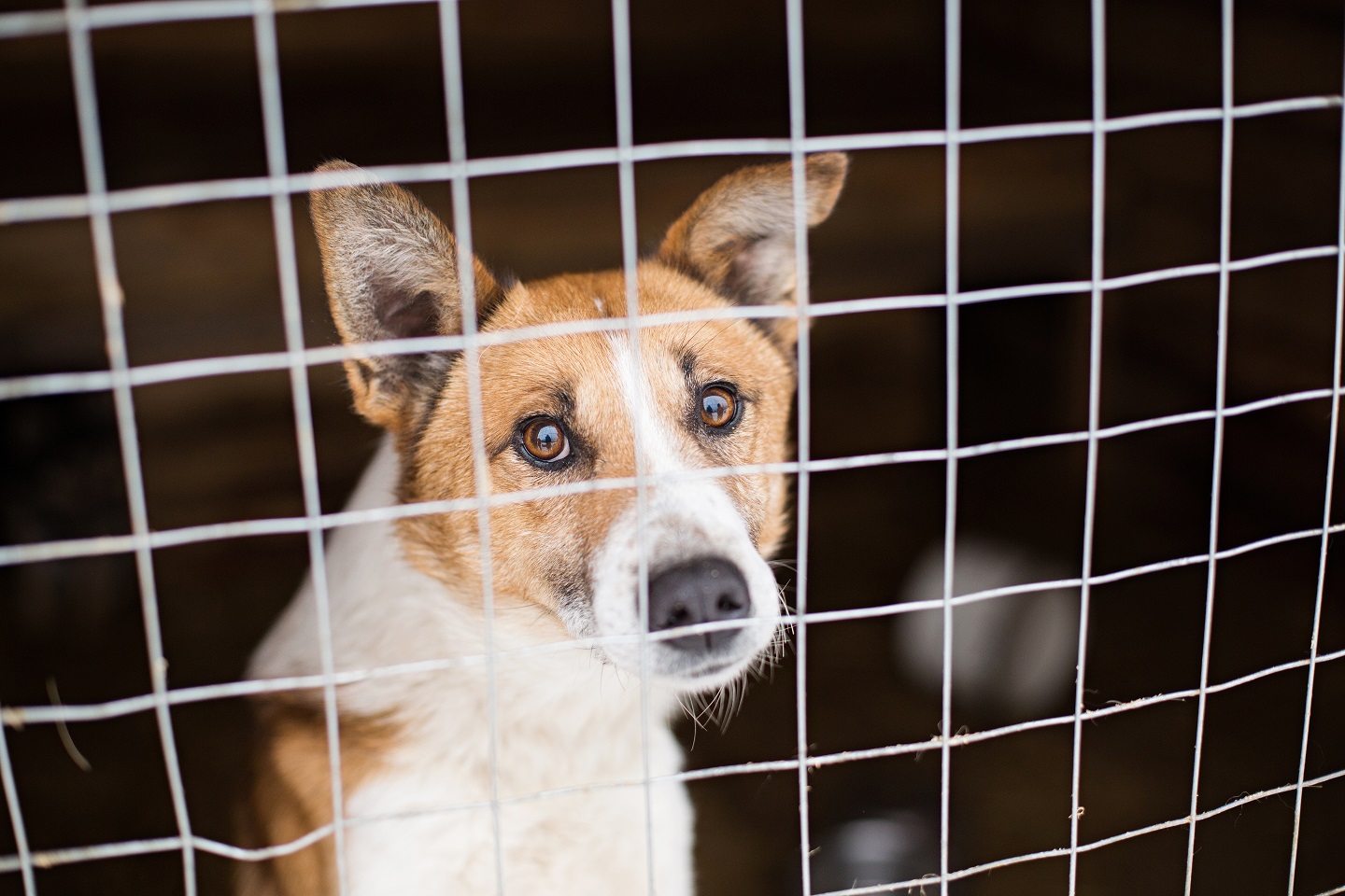 Cani: oltre 117 mila quelli restituiti dopo la pandemia