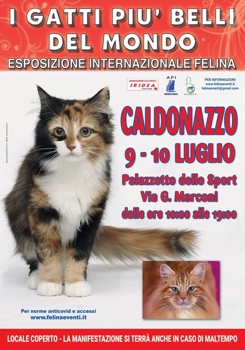 I GATTI PIU' BELLI DEL MONDO arrivano a CALDONAZZO (Trento)