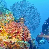  D Sheikh Coast Diving Center (Domina Coral Bay), all'EUDI di Bologna tante novità