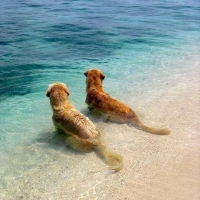 Litorale di Ostia, è scontro tra Italia dei Diritti e X Municipio per l'accesso dei cani in spiaggia