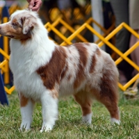 “DAY BAU DAY” A PADOVA, ATTESE 20 MILA PERSONE PER IL FESTIVAL DEI CANI