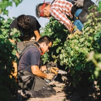 A scuola di dendrochirurgia con i VINE MASTER PRUNERS SIMONIT&SIRCH – Summer Edition 2022