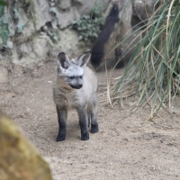 L’otocione Moa trasferito dal Parco Faunistico Le Cornelle allo Zoo-Boissiere in Normandia: un traguardo unico in Italia per la specie