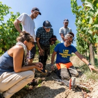 A Scuola di dendrochirurgia con i VINE MASTER PRUNERS SIMONIT&SIRCH – Fall Edition – Dal 3 al 6 ottobre a Capriva del Friuli (Go)