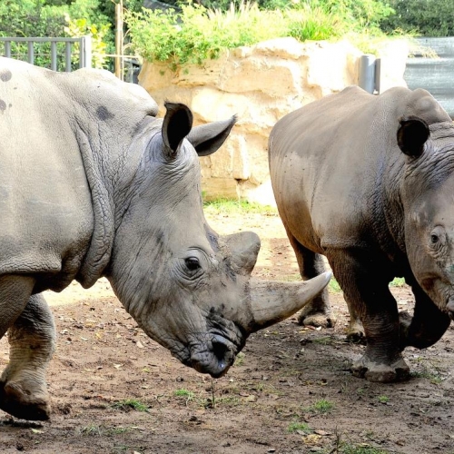 DOMENICA 25 SETTEMBRE GIORNATA MONDIALE DEL RINOCERONTE AL BIOPARCO