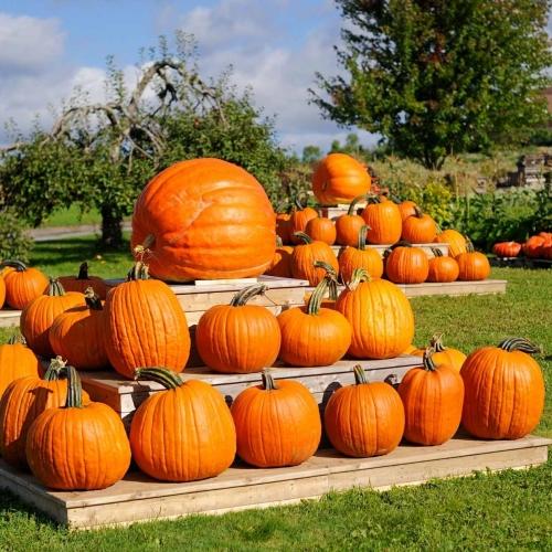 I Pumpkin Patch conquistano l’Italia: ecco dove trovarli