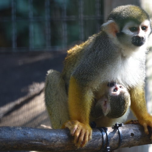 Tra nuovi arrivi e nascite il Parco Faunistico Le Cornelle continua nel percorso di tutela e salvaguardia delle specie in via d’estinzione