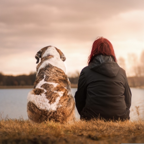 Amici a quattro zampe: amore incondizionato