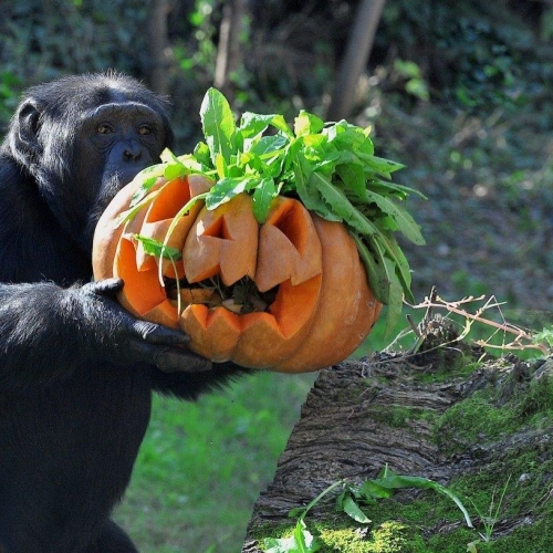 Halloween al Bioparco 30 e 31 ottobre 2022