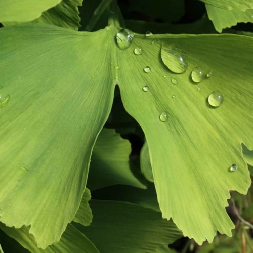 Ginkgo Biloba per combattere il mal di testa e non solo 