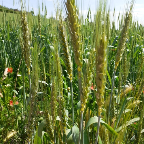 Produciamo(ci) il nostro cibo