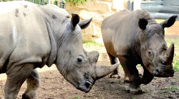 DOMENICA 25 SETTEMBRE GIORNATA MONDIALE DEL RINOCERONTE AL BIOPARCO