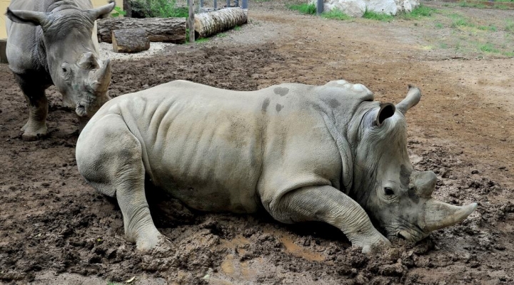 Al Bioparco dal 29 settembre al I ottobre attività 'EsploraNatura', domenica 2 ‘giornata dei rinoceronti’