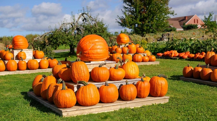 I Pumpkin Patch conquistano l’Italia: ecco dove trovarli