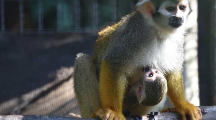 Tra nuovi arrivi e nascite il Parco Faunistico Le Cornelle continua nel percorso di tutela e salvaguardia delle specie in via d’estinzione