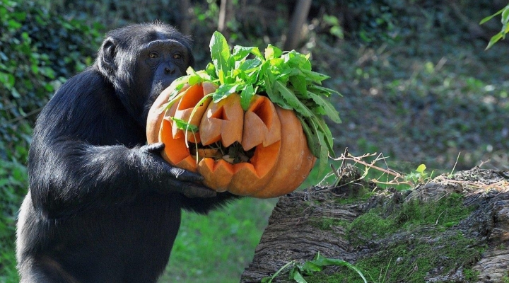 Halloween al Bioparco 30 e 31 ottobre 2022