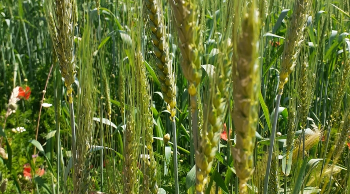 Produciamo(ci) il nostro cibo